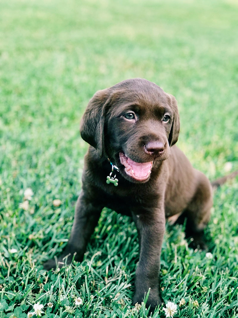 Puppy Classes