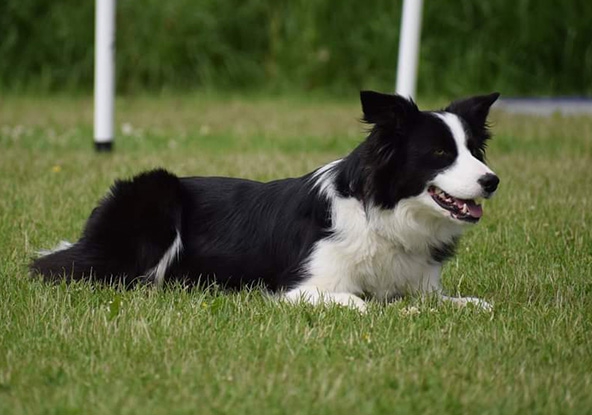 Obedience Classes