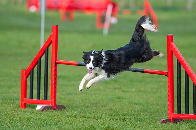 Agility Classes