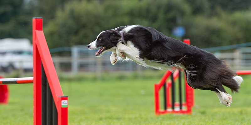 Agility Classes